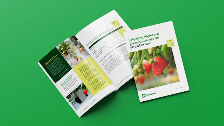 Mockup strawberry article, Strawberry cultivation: Irrigating high tech greenhouse grown strawberries