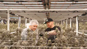Grodan Technical Support in Commercial Cannabis Cultivation