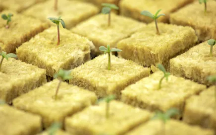 Grodan | Stone Wool & Crop Steering for Cannabis Cultivation