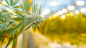 Cannabis Bud Close Up
