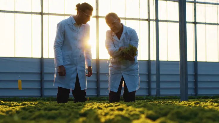 Grodan greenhouse lettuce
