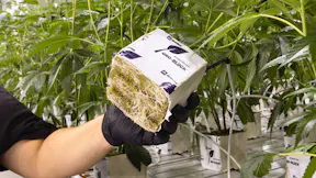 Grodan Improved - Roots