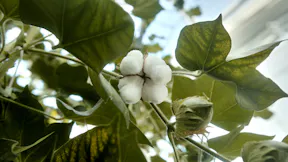 WUR and Dutch Cotton - Cotton & Ginning-13