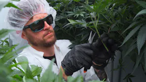 Mother Plant Pruning at CRIC Labs