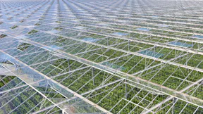 Grodan greenhouse roof