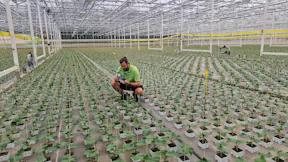 Brabant Plant propagation