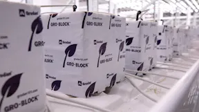 Hugo Blocks at Blue Goose - P2