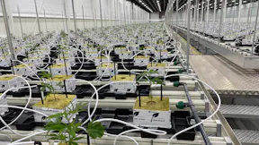 Cannara Biotech (P3)