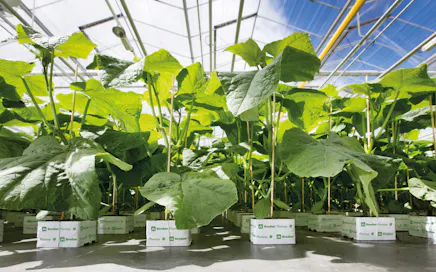 High-tech horticulture: an important solution for a more sustainable food system