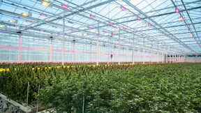 CANN Group in Australia (3)