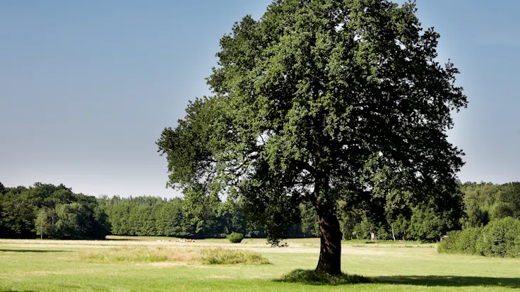 nature, tree, ecology, sustainability, germany
