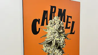 Carmel Case Study (7)