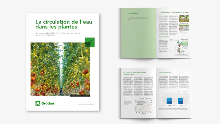 whitepaper, visual, mockup, Movement of water through plants, FR