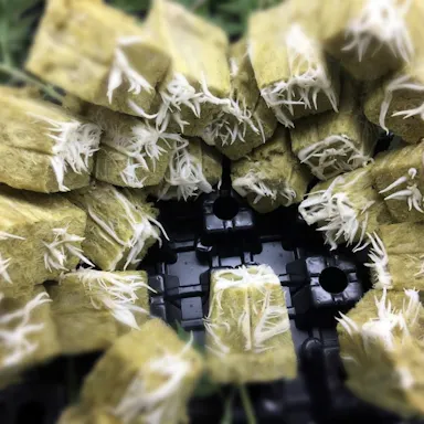 Medicinal crops whitepaper