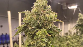 Smoker Farms Case Study (1)