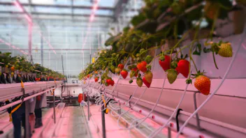 Grodan Fluence PR Strawberry