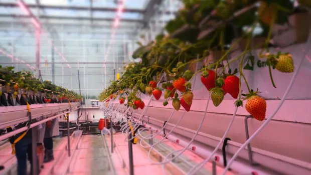 Grodan Fluence PR Strawberry