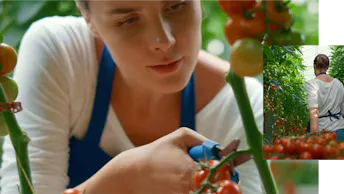 Grodan greenhouse tomato woman