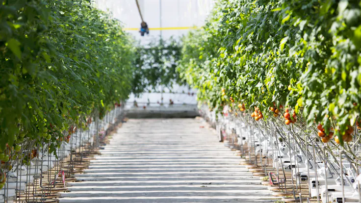 grodan, greenhouse