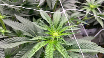 Cannabis Flower Development at the End of Phase 3
