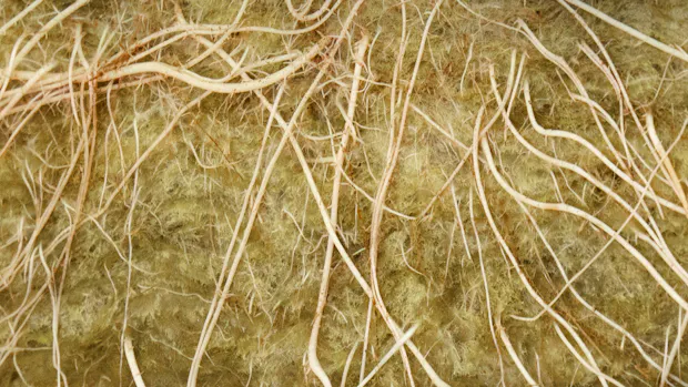 Grodan root