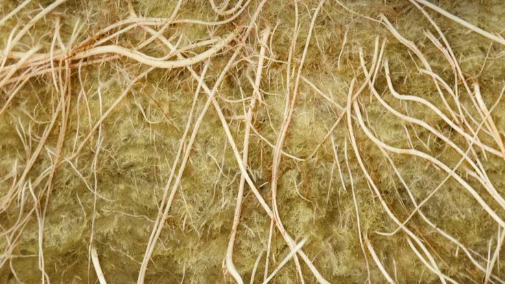 Grodan root