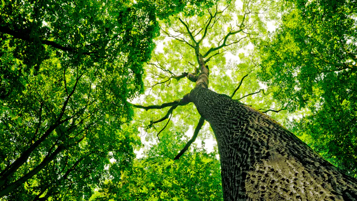 Tree, Nature, Forrest