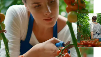 Grodan greenhouse tomato woman