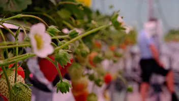 Grodan Fluence PR Strawberry