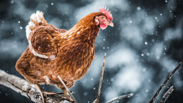 magazin, online magazin, magazine, der rote hahn, der rote hahn sitzt auf dem dach, huhn, chicken, hen, hühnerstall, germany