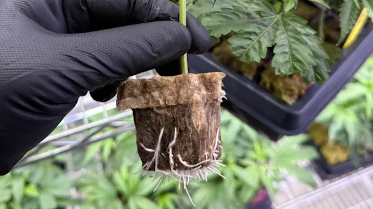 Cannabis Cutting Ready to Transplant