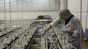 Transplanting