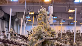 20260223 - GRNA PHO 409