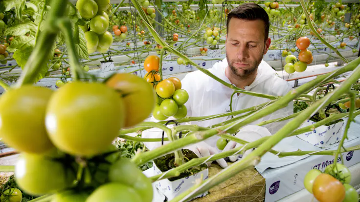 grodan, greenhouse