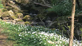 blomster_sten