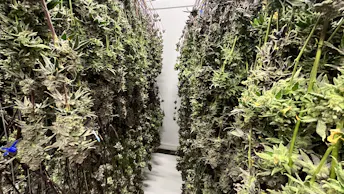 20260210 - GRNA PHO 401