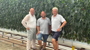 Tangmere UK pepper grower