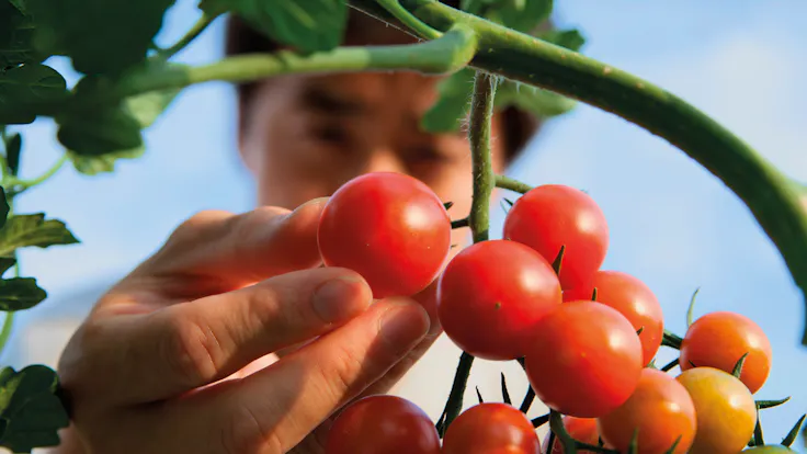 resources, chinese man, tomatoes, grodan