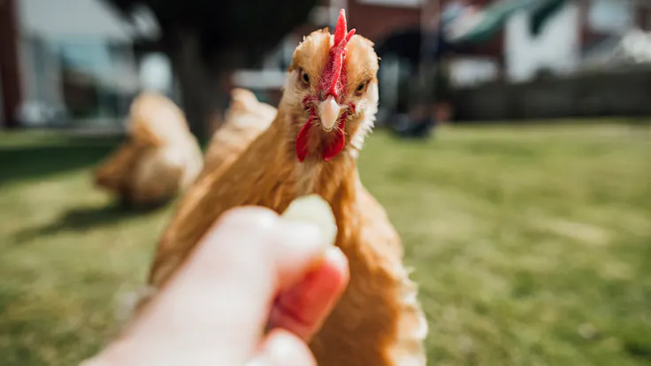magazin, online magazin, magazine, der rote hahn, der rote hahn sitzt auf dem dach, huhn, chicken, hen, hühnerstall, germanyPet buff orpington hen being hand fed by an unrecognisable person.