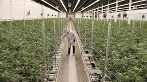 Channel Shot - Cannara Biotech (P2)