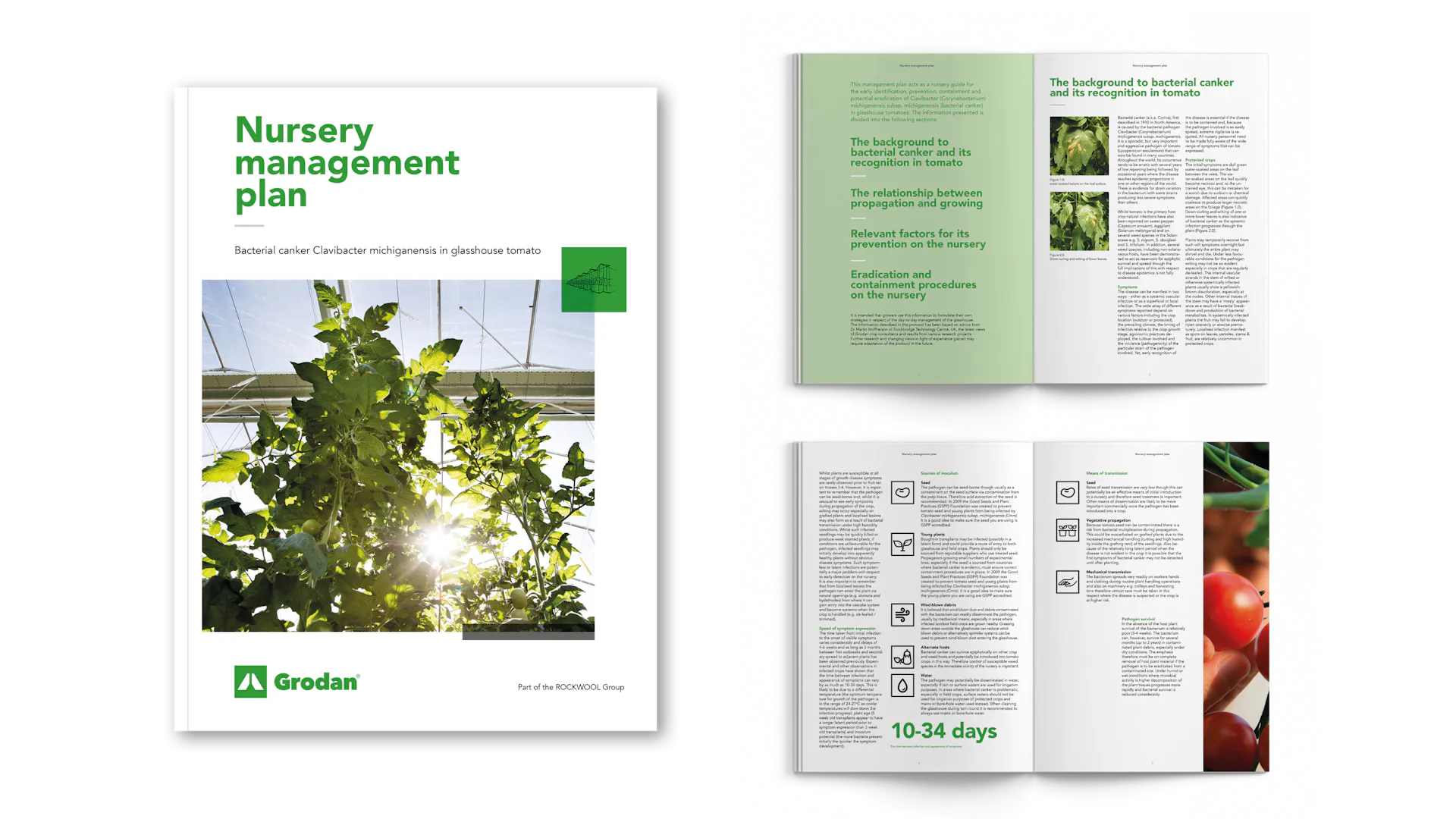 Visual Nursery Management plan bacterial canker tomato Visual Nursery Management plan bacterial canker tomato