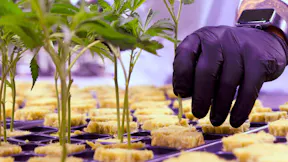 Propagation of Cuttings