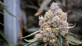Cannabis Flower Ripening and Maturation