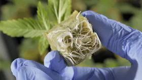 A-OK Plug Root Shot