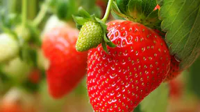 Grodan strawberry