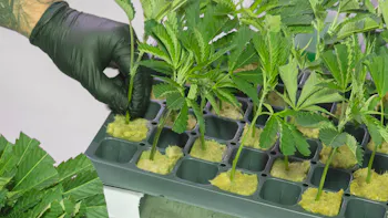 Cannabis Cuttings in Grodan Propagation Plugs